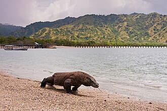Komodo Day Trip: Speedboat to 6 Top Spots
